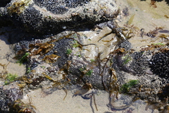 Papenfussiella lutea