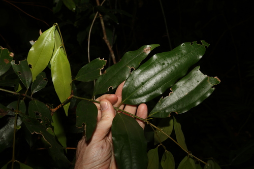 Image of Cinnamomum baileyanum by (c) Greg Tasney, some rights reserved (CC BY-SA)