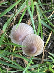 Mycena aetites