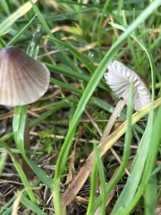Mycena aetites