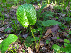 Cicerbita macrophylla uralensis