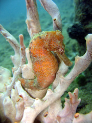 Hippocampus reidi