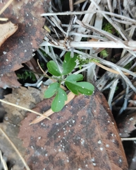 Cardamine trifida