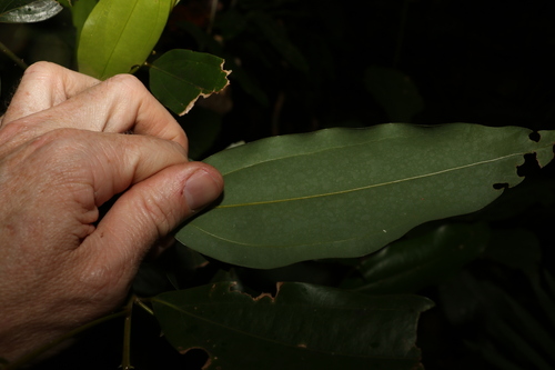 Image of Cinnamomum baileyanum by (c) Greg Tasney, some rights reserved (CC BY-SA)