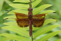 Camacinia gigantea