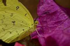 Eurema floricola