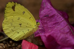 Eurema floricola