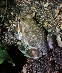 Limnodynastes dumerilii dumerilii