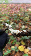 Byssomerulius corium