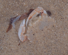 Ovalipes australiensis