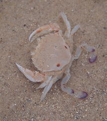 Ovalipes australiensis