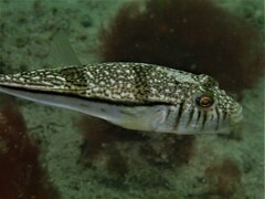 Torquigener pleurogramma