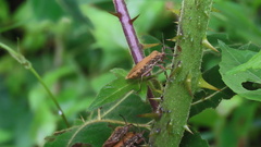 Spartocera