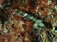 Enneapterygius larsonae