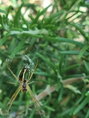 Leucauge festiva