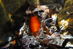 Asymbolus vincenti