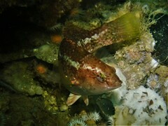 Notolabrus parilus