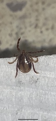 Ixodes