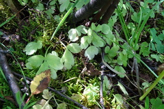 Adoxa moschatellina