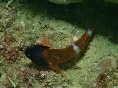 Enneapterygius larsonae