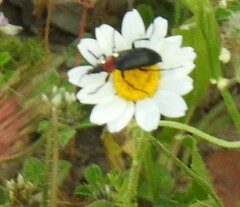 Heliotaurus ruficollis