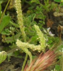 Plantago coronopus