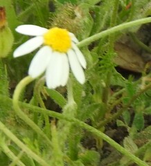 Anthemis arvensis