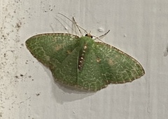 Eucyclodes metaspila