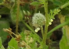 Plantago lagopus