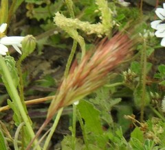 Bromus rubens