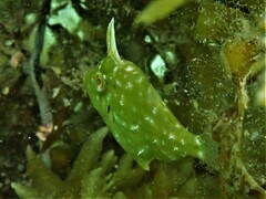 Scobinichthys granulatus