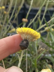 Solenotichus circuliferus