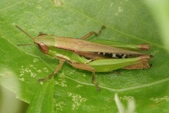 Spathosternum prasiniferum