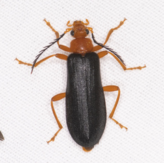 Neopyrochroa flabellata