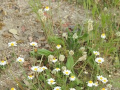 Anthemis arvensis