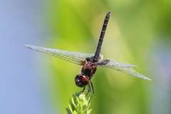 Macrodiplax balteata