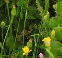 Leontodon longirostris