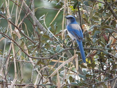 Aphelocoma coerulescens