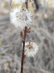 Ligularia sibirica