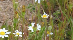 Anthemis arvensis