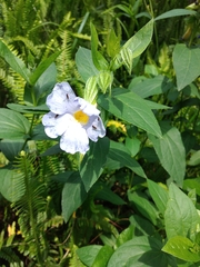 Thunbergia natalensis