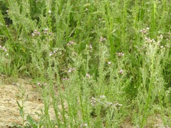 Carduus pycnocephalus