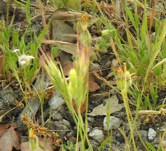 Leontodon longirostris