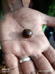 Arthrosphaera