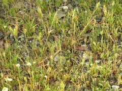 Bromus hordeaceus