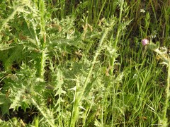 Bromus hordeaceus