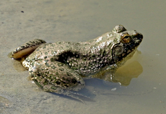 Euphlyctis cyanophlyctis