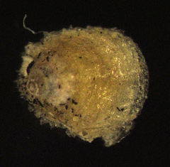 Hemiberlesia rapax