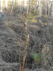 Gentianopsis barbata