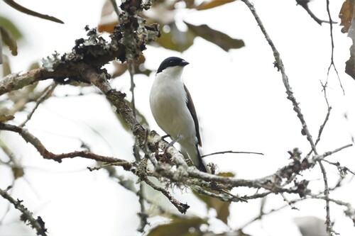 White-breasted Nigrita (Nigrita fusconotus), photo 6